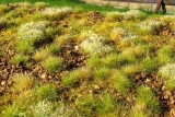 Stony steppe, late summer MINIPACK