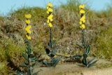 Mullein 1:45 / 1:56