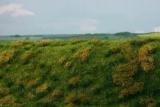 Fallow field, Early summer