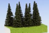 Spruce 70 mm (7x)