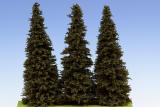 Spruce 150 mm (3x)