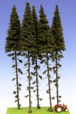 Spruce with trunk 300 mm (5x)