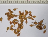 Northern Red Oak - dry leaves 1:35
