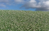 Blooming poppy field