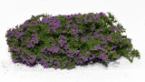 Flowering shrubs – Lilac