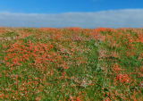 Blooming meadow - Poppies