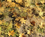 Dry Chestnut leaves 1:35