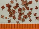Maple - dry leaves (red colour) 1:72/87