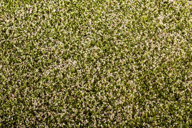 Clover blooming