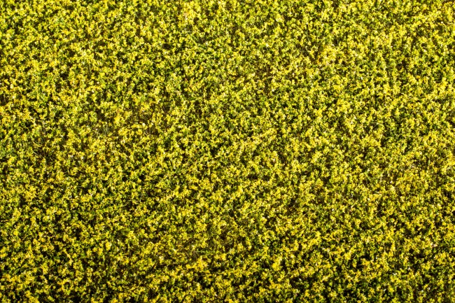 Rape field