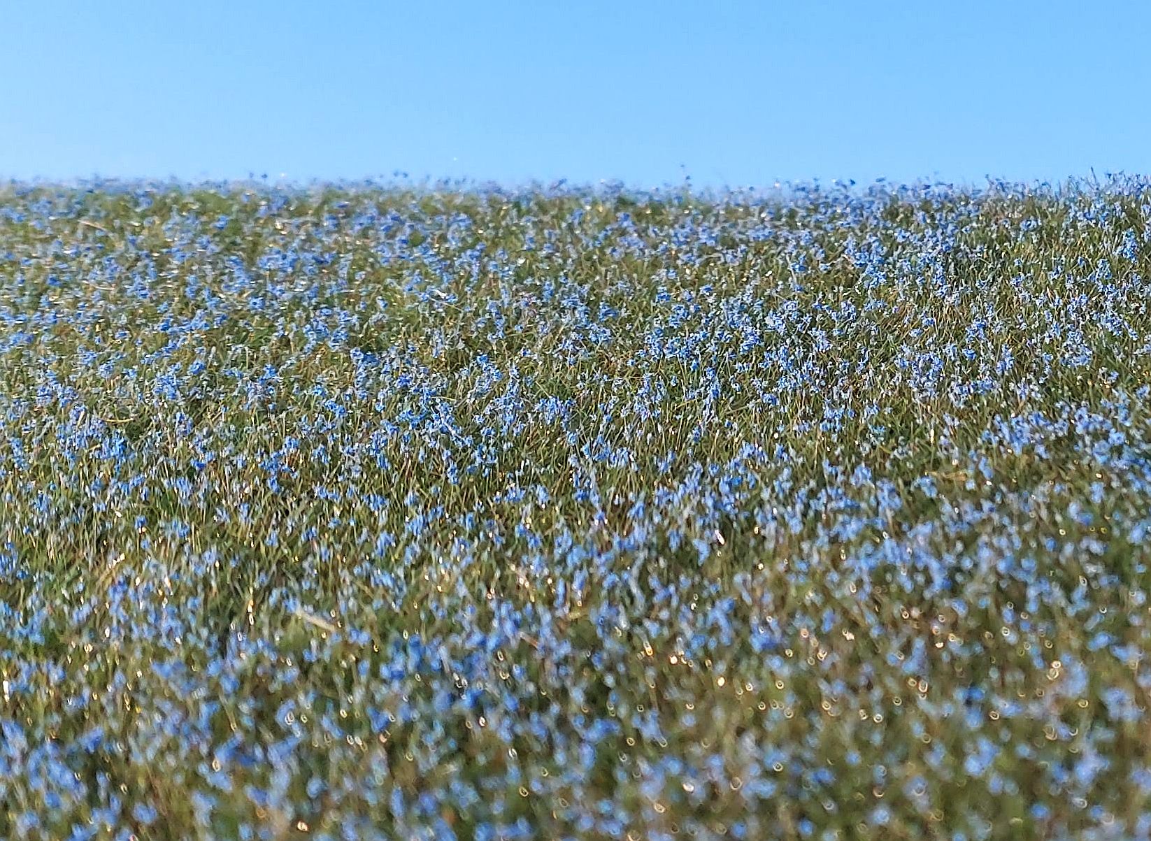 Blooming Flax field
