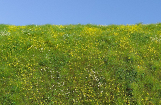 Blooming meadow - spring MINIPACK