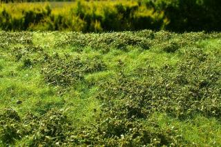 Low shrubs meadow - Spring