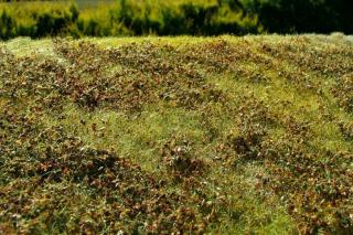 Low shrubs meadow - Autumn Colours