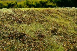 Low bushes - Autumn Colours