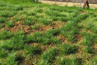 Steppe green (early summer)