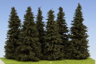 Spruce 100 mm (6x)