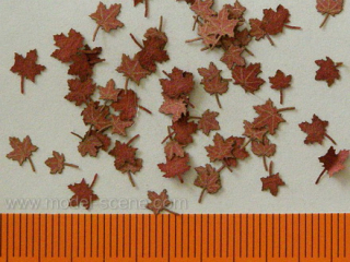Maple - dry leaves (red colour) 1:35