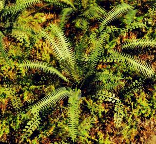 Tropical Fern  (1:45 - 1:72)