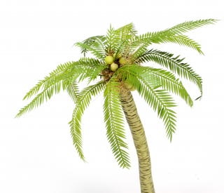 Palm  Leaves (1:45 - 1:72)