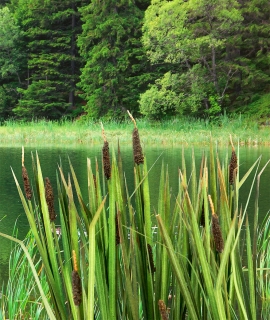 Bulrushes 1:32 / 1:35