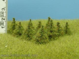 Larch 15 mm (10x)