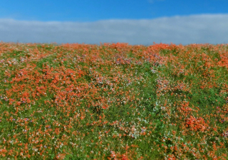 Blooming meadow - Poppies