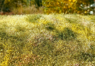 Blooming meadow - Late Summer