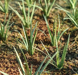 Grass tufts green 1:32 / 1:35