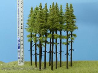 Larch  with trunk 140-160 mm (5x)