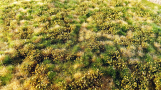 Spring meadow with bushes and dry turfs