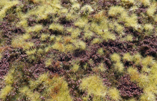 Dry Heathland