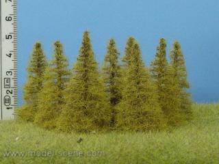 Larch Autumn 40-60 mm (7x)