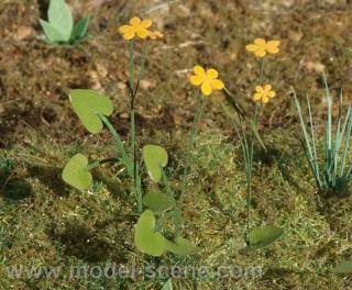 Marsh Marigold 1:32 / 1:35